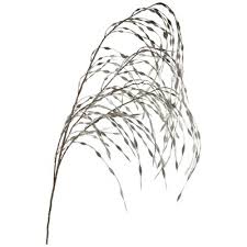 Tall dresser white & natural branch ball stems. Decorative Tall Branches Target