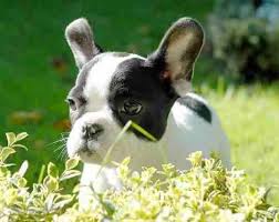 French bulldogs are usually superb around kids. Wondering If The French Bulldog Makes A Good Family Pet