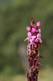 Image result for Disa stairsii