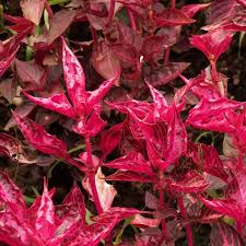 Image result for Iresine