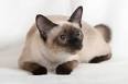 The Chocolate Pointed Siamese Cat Club - Home | Facebook