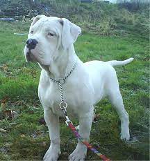 American Bulldog Photos Pictures Puppies American Bulldogs Page 6 American Bulldog Puppies American Bulldog Bulldog Puppies