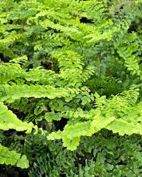 Image result for Adiantum patens