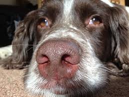 English Springer Spaniel Wikipedia