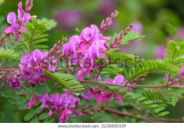 Image result for Indigofera hilaris