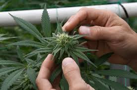 We handle most types of pests including termites, rodents, bees and insects. Pest Control Companies Pull Out Of Carpinteria Cannabis Deal The Santa Barbara Independent