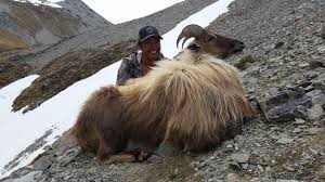 Tahr Chamois Hunting In New Zealand South Island