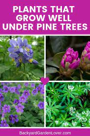 May 24, 2021 · the number one thing that usually fixes this issues is amending the soil where you want the grass to grow with agricultural lime. 9 Gorgeous Plants That Grow Well Under Pine Trees