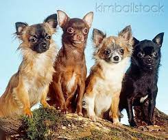 Chi Gang Chihuahua Love Cute Chihuahua Chi Dog