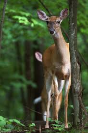 Animals Wild Animals Cute Baby Animals