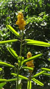 Image result for Carpolobia