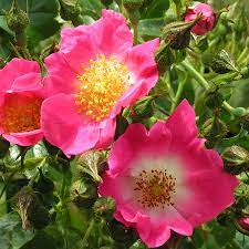 Check spelling or type a new query. American Pillar Rambler Trevor White Roses Old Rose Specialist