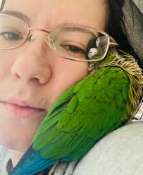 Turkeys in Florida right now trying keep their necks…