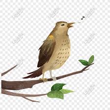 Burung murai batu dari indonesia memiliki keunikan serta ciri khas suara yang tidak dimiliki oleh burung impor dari mancanegara. Stick Figure Night Owl Illustration Png Element Gambar Unduh Gratis Imej 728307993 Format Png My Lovepik Com