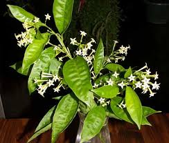 The fragrance given off by the flowers when they open up at night will permeate through out your garden. This Website Is Currently Unavailable Fragrant Plant Trees To Plant Rare Plants