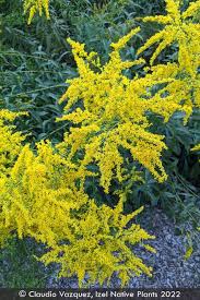 Image result for Solidago juncea