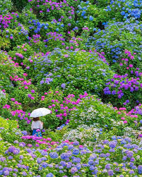 In order to avoid diseases, don't plant annual asters in the same place year after year. Japan Travel If You Re A Fan Of All Things Floral Hydrangeas Are In Season Right Now And R Alo Japan