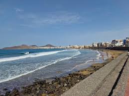 Image result for Cicer