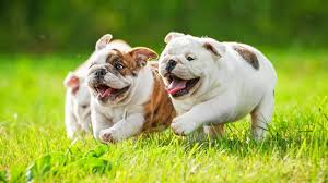 Henderson animal care and control facility. Puppies For Sale In Las Vegas Pet Stores Dogs For Sale
