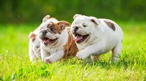 Maybe you would like to learn more about one of these? Puppies For Sale In Las Vegas Pet Stores Dogs For Sale