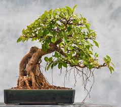 Image result for Ficus muelleriana
