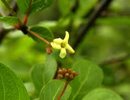 Image result for Guettarda