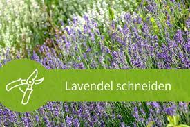 Wenn man gerade vor den phloxen steht und dabei ist, etwas ganz anderes zu erzählen, fragen unsere kunden 'wann schneidet man lavendel?'. Lavendel Schneiden Mit 3 Schnitten Durch Das Jahr