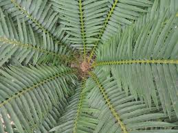 Image result for Encephalartos lebomboensis