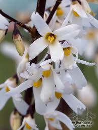 Abeliophyllum Distichum White Forsythia Garten Bienen