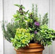 404 Container Herb Garden Plants Herb Containers