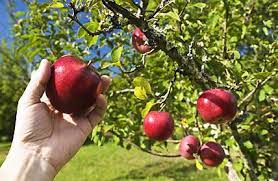 Die wir dann in kisten laden werden. Kernobst Richtig Ernten Und Lagern Praktische Tipps Living At Home