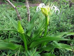 Image result for Crinum asiaticum