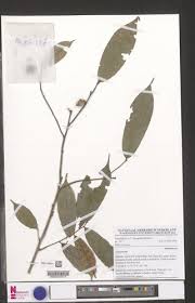 Image result for Uvariastrum