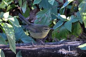 Lyuva khutla 2020 part 4 full hd. Wild Bird Club Of Malaysia Part 3 Raptor Watching At Thoolakharka Nepal