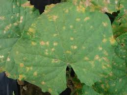 Cucumber plants are also prone to spotting caused by bacteria. Cucumber Downy Mildew Confirmed In Southeastern Ohio Belmont County Agriculture And Natural Resources
