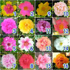 Bunga krokot, proses dari kuncup hingga mekar. Krokot Portulaca Moss Rose Matikzone