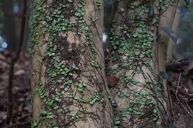 Image result for Melolobium microphyllum