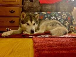 Find and adopt a pet on petfinder today. Dogs For Adoption Near Gaithersburg Md Petfinder