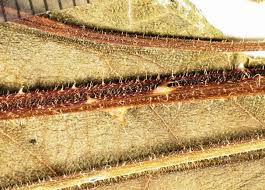 Image result for Lantana moldenkei