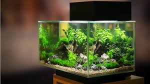 Ukuran aquarium p80xl40xt40 kaca bawah 8 mili kaca samping2 5 mili,2 air terjun 2 pompa amara filter hang on,kipas pendingin full sett tanaman sesuai gambar,ikan red nose 20 ekor pupuk cair 1 botol,led yamano 12 watt. Super Easy 8 Cara Membuat Aquascape Murah Untuk Pemula