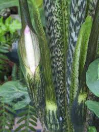 The alocasia lauterbachiana is the perfect plant if you are loving the look of the large leaved beauties at the moment. Polynesian Produce Stand Baroque Alocasia Lauterbachiana Elephant Ear Scallop Leaf Nice Big Plant