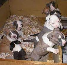 pitties 3 american staffordshire terrier puppies cute baby animals staffordshire bull terrier puppies