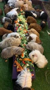 Pin On Guinea Piggies