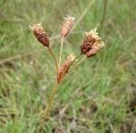 Image result for Fuirena pachyrrhiza