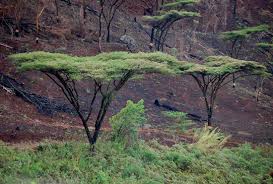 Image result for Acacia abyssinica