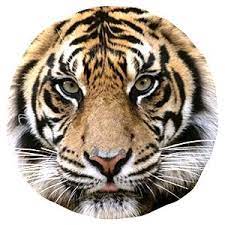 Welcome To Home Page San Diego Zoo Safari Park Tiger Pictures San Diego Safari Park