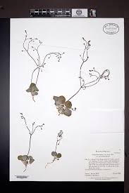 Image result for Eriosema nutans