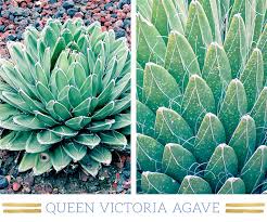 Desert cacti desert cacti hail from throughout the arid regions of the america's and surrounding islands. 127 Stunning Desert Plants Ftd Com