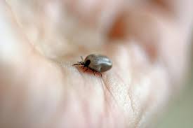 Image result for Tick Paralysis