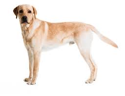 Image result for labrador retrívr